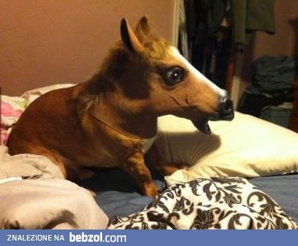 Kochanie, kupiłem konia