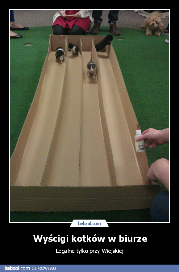 Wyścigi kotków w biurze