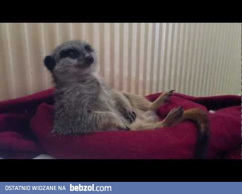 Nie śpię, nie śpię!