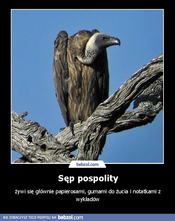 Sęp pospolity