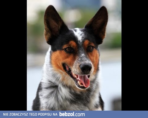 Pies, który zna wszystkie sztuczki