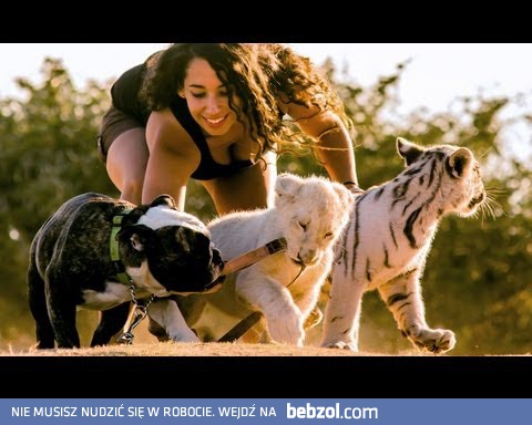 Niezwykła przyjaźń kobiety, buldoga, tygrysa i lwa