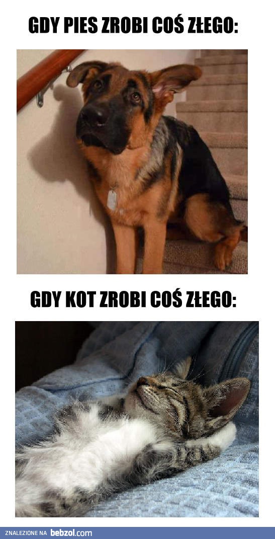Gdy pies lub kot zrobi coś złego
