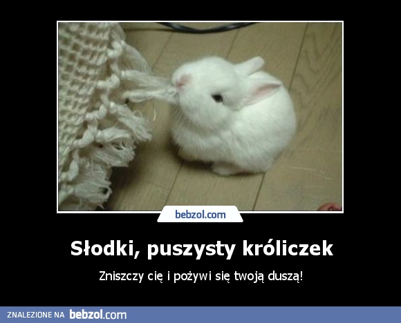 Słodki, puszysty króliczek
