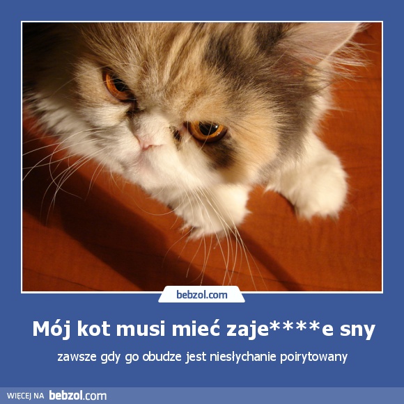 Mój kot musi mieć zaje****e sny