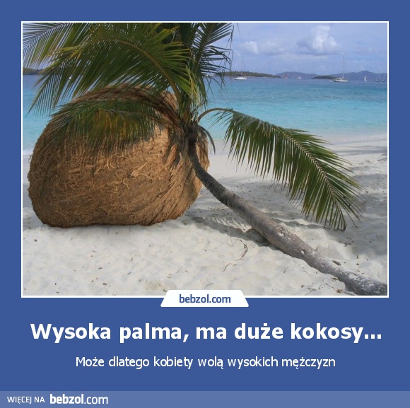Wysoka palma, ma duże kokosy...