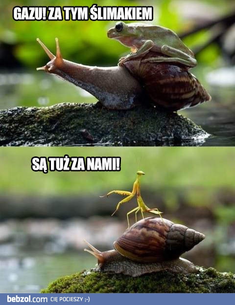 Każdy może być ślimakiem!