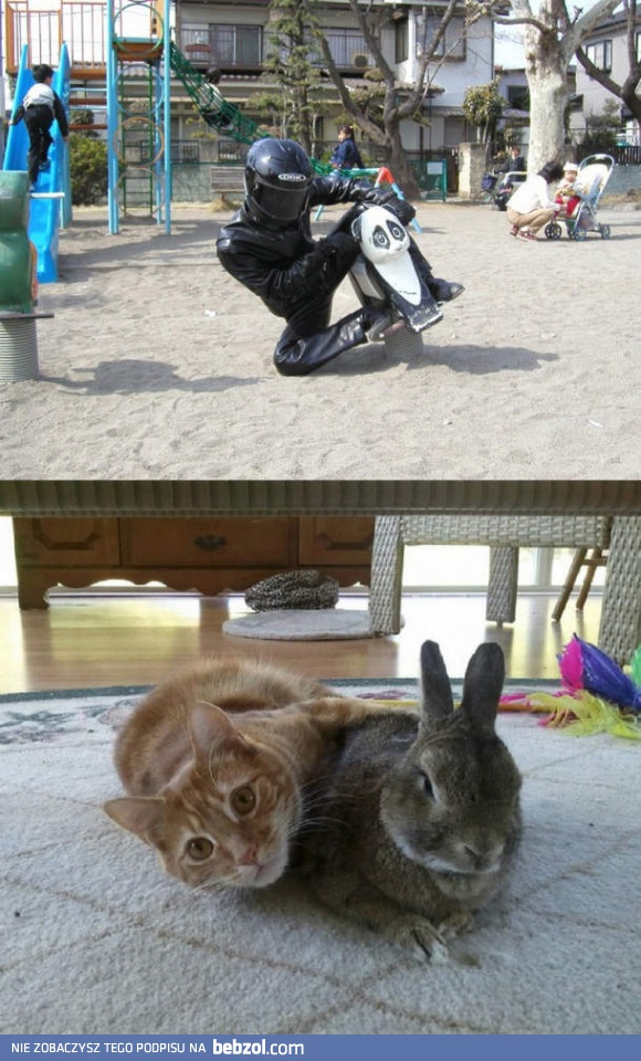 Zmotoryzowane zwierzaki