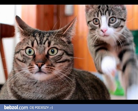 Śmieszne koty prosto z Polski