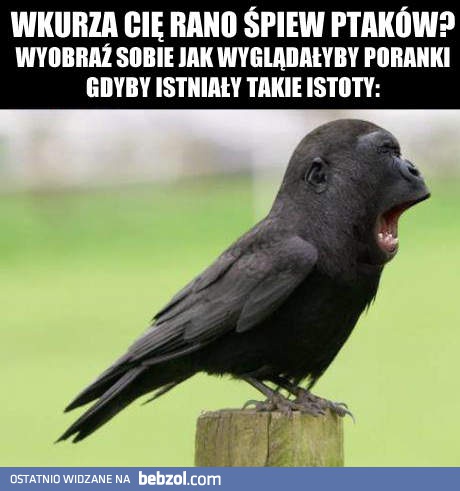 Wkurza cię śpiew ptaków?