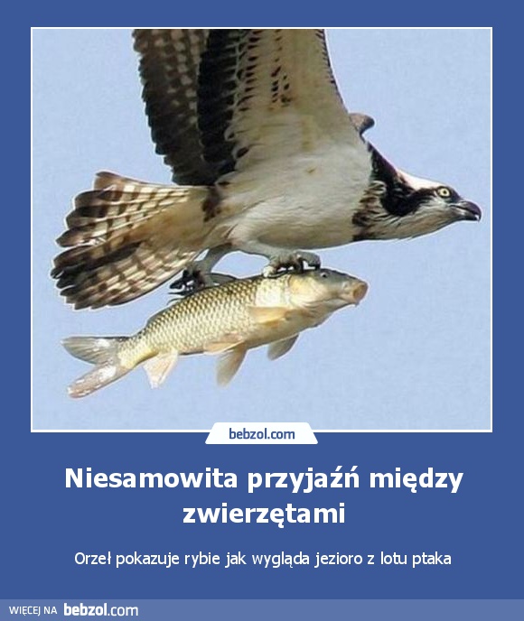 Niesamowita przyjaźń między zwierzętami