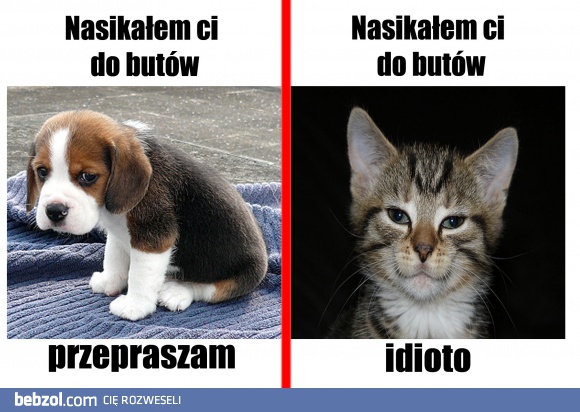 Różnica między psem a kotem