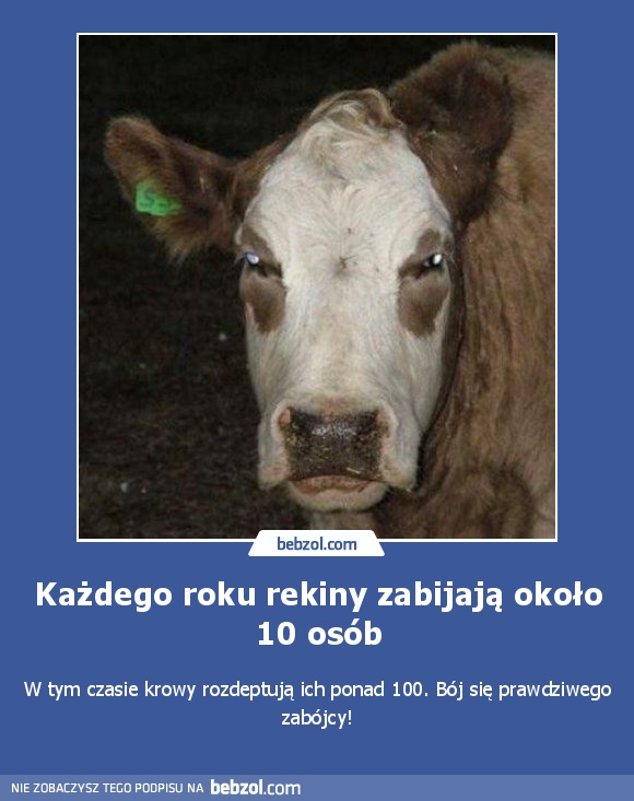Każdego roku rekiny zabijają około 10 osób