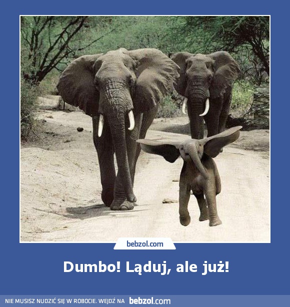 Dumbo! Ląduj, ale już!