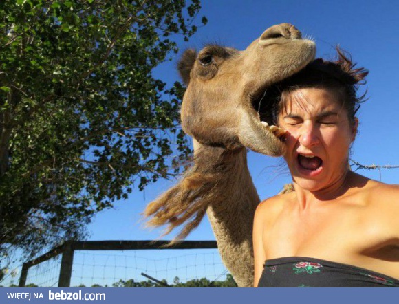 Wielbłądy to chamy