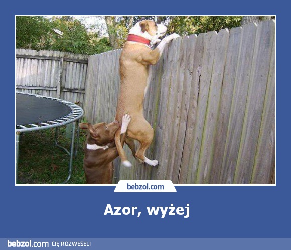 Azor, wyżej