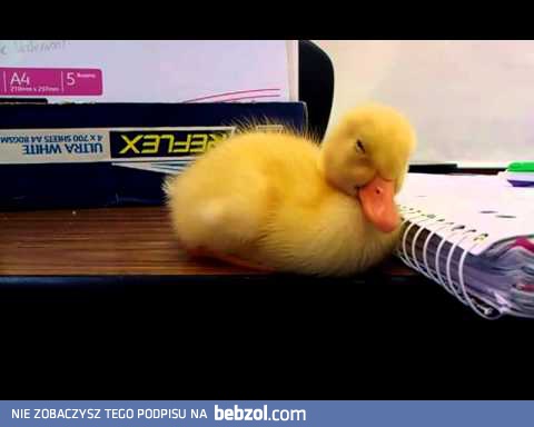 Tak wyglądam na nudnym wykładzie