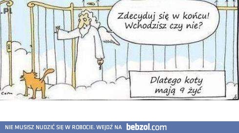 Dlatego koty mają 9 żyć