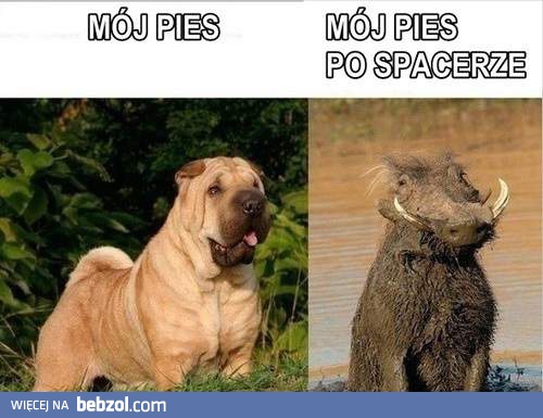 Mój pies po spacerze