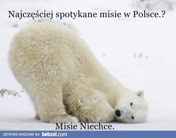 Misie z Polski