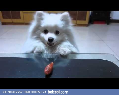 Daj pan kiełbaskę!