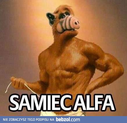 Samiec Alfa