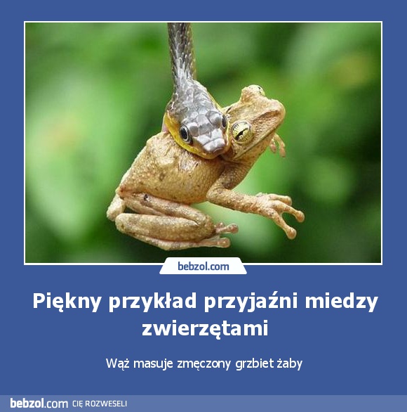 Piękny przykład przyjaźni miedzy zwierzętami