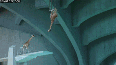Żyrafy szykują się do Olimpiady