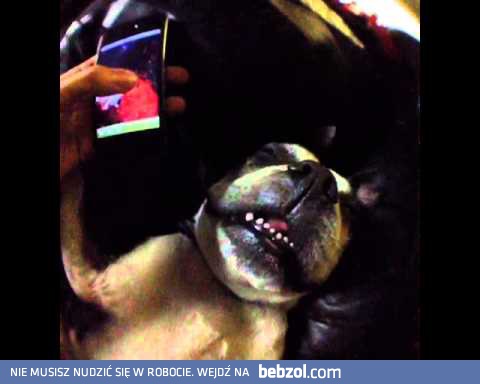 Jak obudzić śpiącego psa?