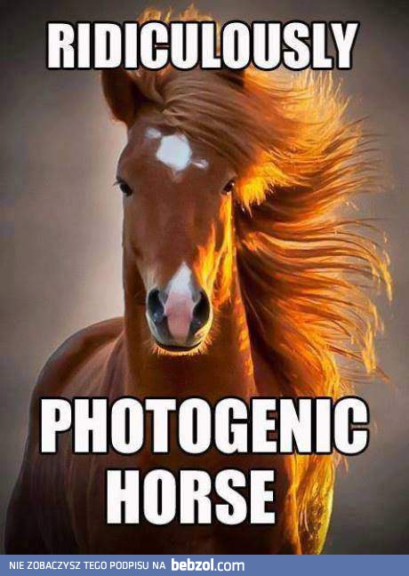 Niedorzecznie fotogeniczny koń