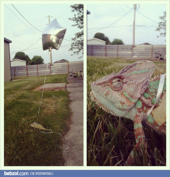 Nie lubię gubić swojego kameleona