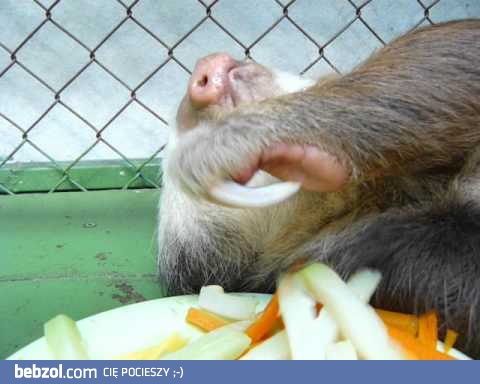 Leniwiec je marchewkę