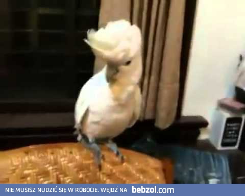 Papuga tańcząca Gangnam Style