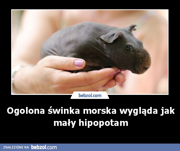 Ogolona świnka morska wygląda jak mały hipopotam