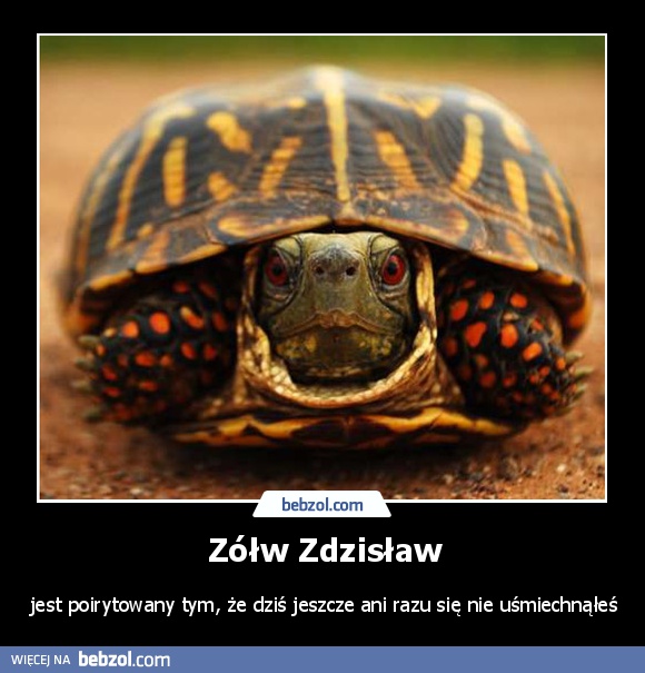 Zółw Zdzisław