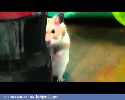 Dramatic psycho hamster 