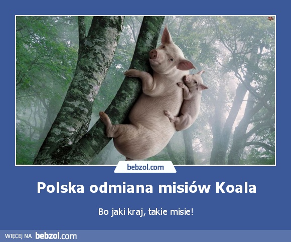Polska odmiana misiów Koala