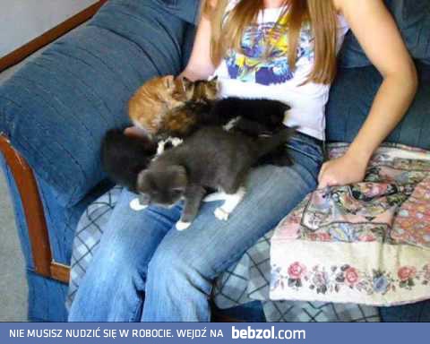 Duże ilości kotów naraz