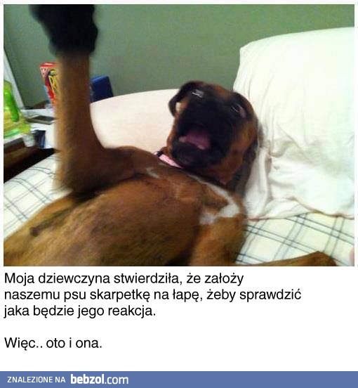 Reakcja psa na skarpetkę