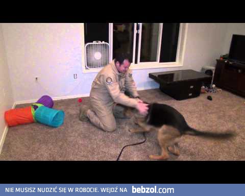 Radość psa z powrotu pana