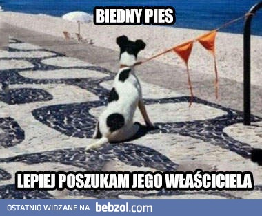 Biedny piesek