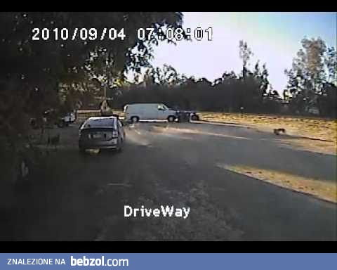 Chihuahua zaatakowana przez kojota... z pomocą przychodzi rottweiler