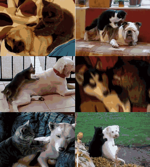 Do czego służą koty w domu?