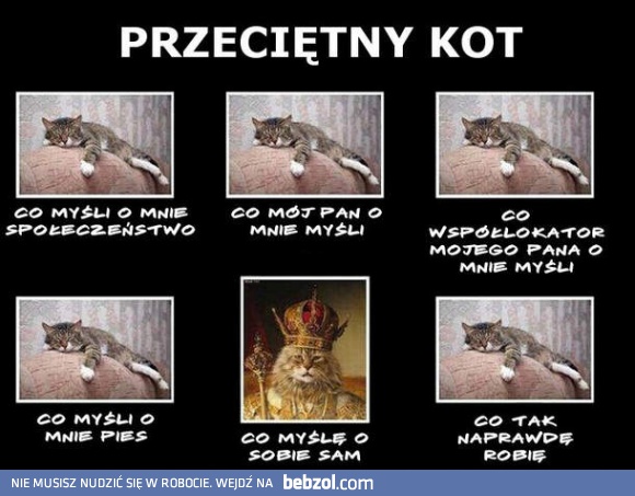 Przeciętny kot