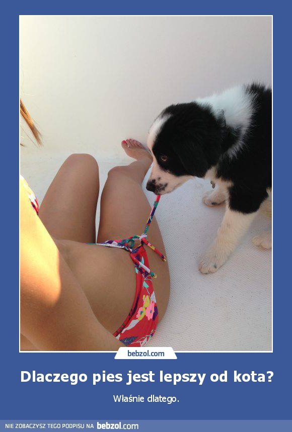 Dlaczego pies jest lepszy od kota?
