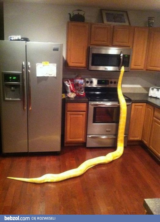 Ktoś tu zgłodniał