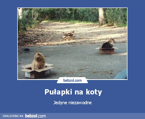 Pułapki na koty