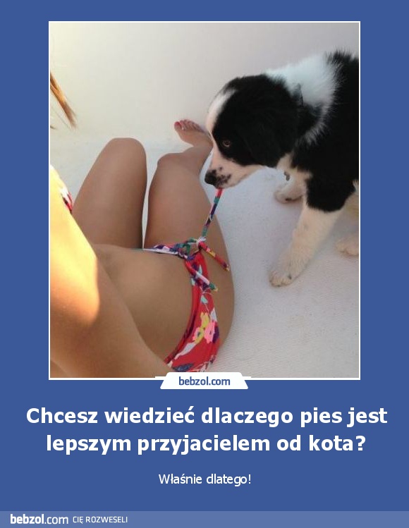 Chcesz wiedzieć dlaczego pies jest lepszym przyjacielem od kota?
