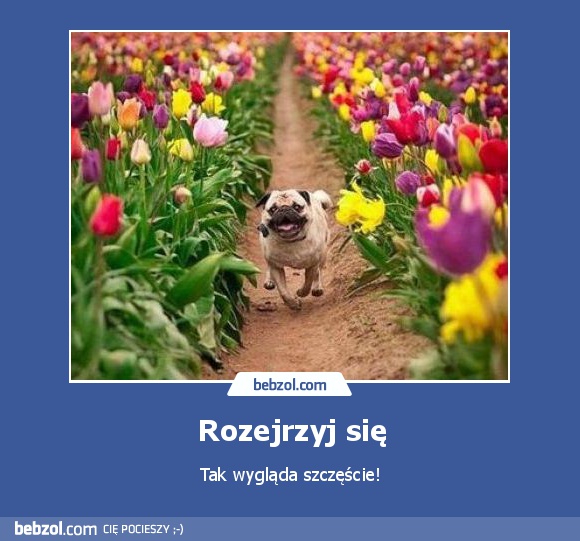 Rozejrzyj się