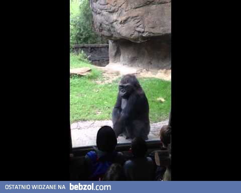 Przestraszył małpy